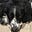 Dogscratcher's avatar