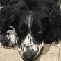Dogscratcher's avatar