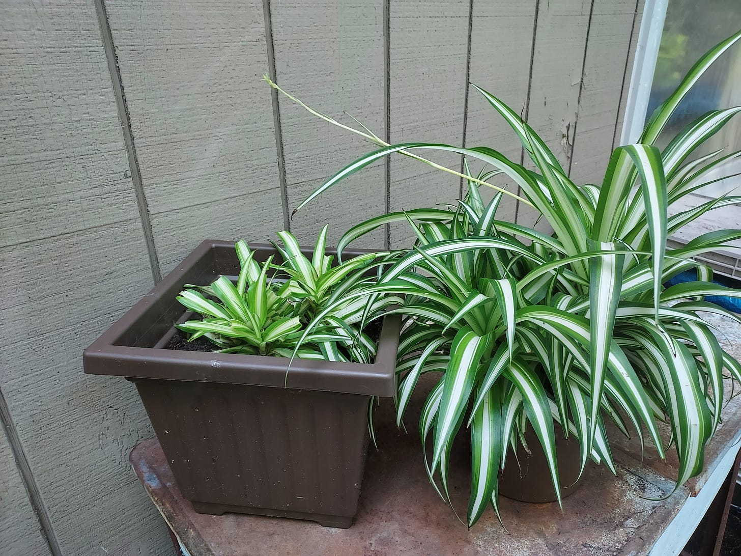 Small plant in a large pot and large pot in a small pot. They need to be swapped.