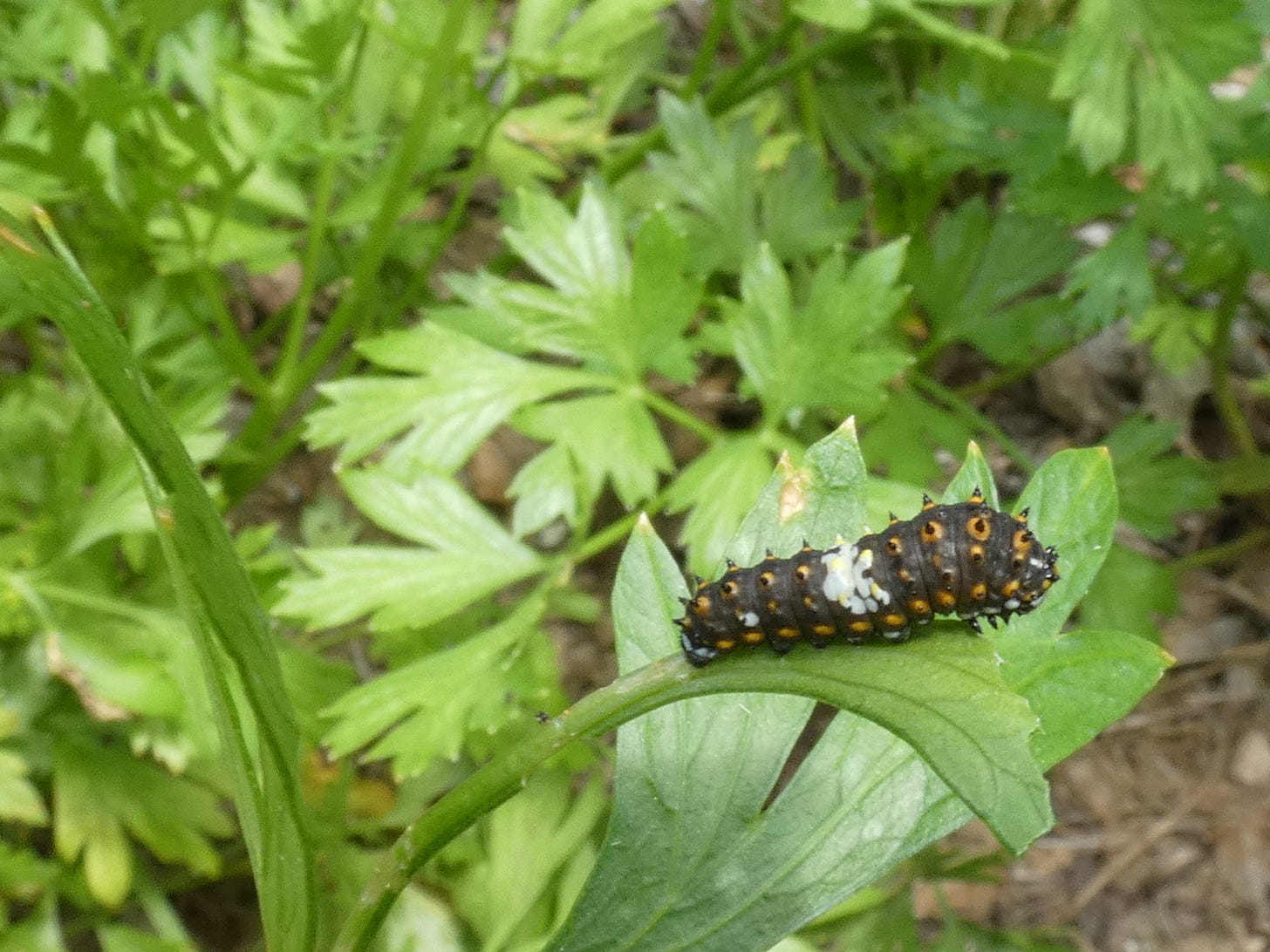 "bird poop" instar of the black swallowtail caterpillar