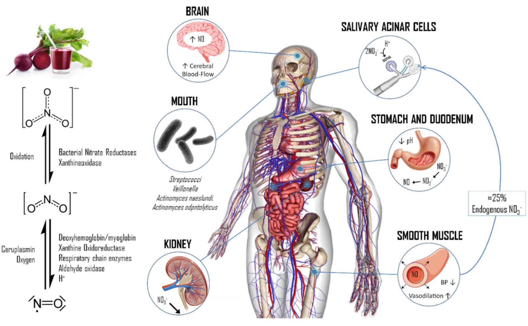 Vegavero L-Arginine L-Citrulline Complex High Strength 4200 Mg