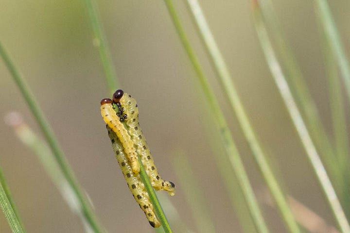 Close-up of caterpillar-like insects gathered on pine needles. The sawfly larvae are yellow with dark red heads and black dots along their bodies.