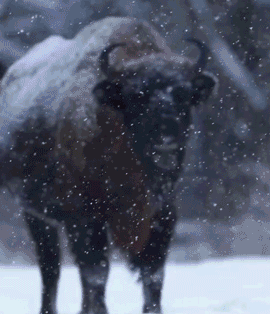 European bison in the snow in Poland wilderness