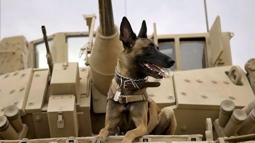 Traumatized by his handler's death in Afghanistan, a Belgian Malinois military working dog is adopted by the fallen Marine's family in "Max," a 2015 MGM / Warner Brothers family film directed by Boaz Yakin. Traumatized by his handler's death in Afghanistan, a Belgian Malinois military working dog is adopted by the fallen Marine's family in "Max," a 2015 MGM / Warner Brothers family film directed by Boaz Yakin.