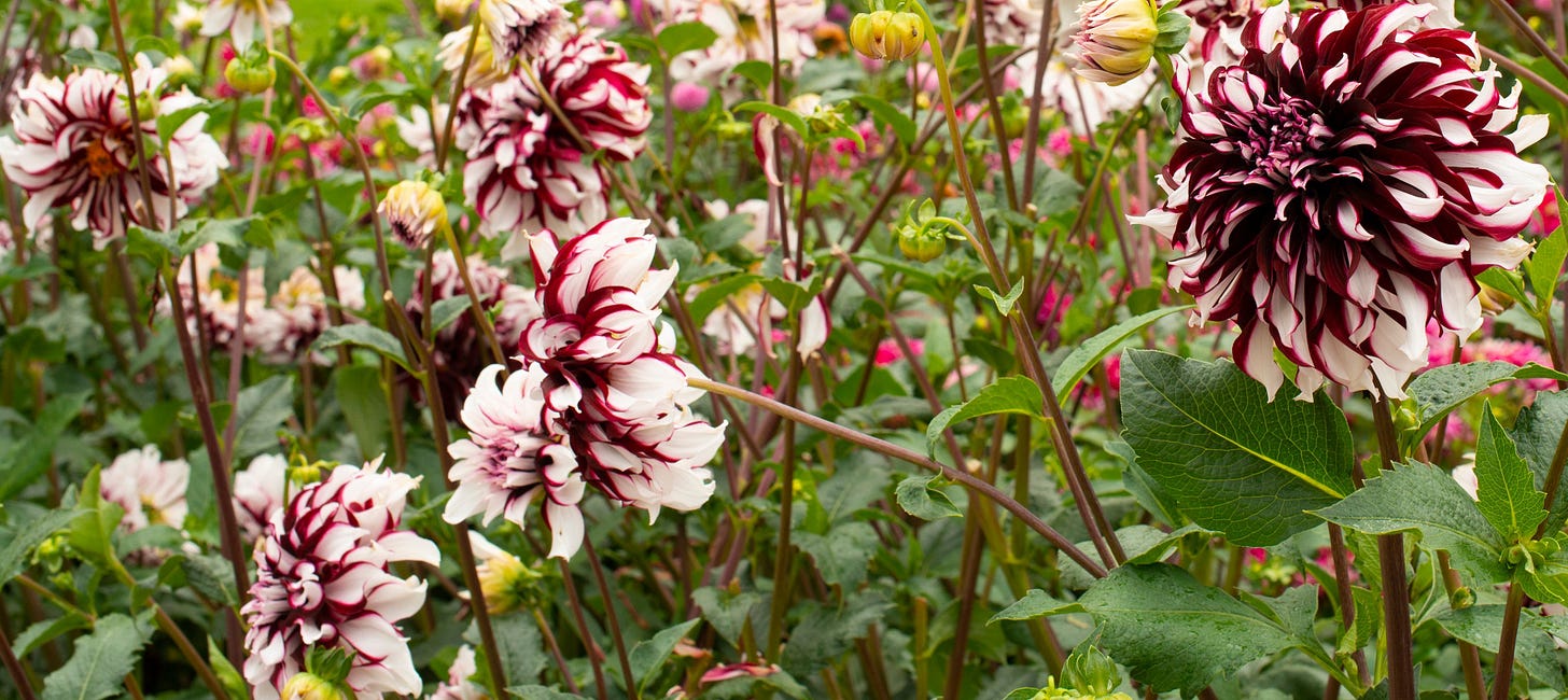 Dahlia 'Tartan' tubers — Buy online at Farmer Gracy UK