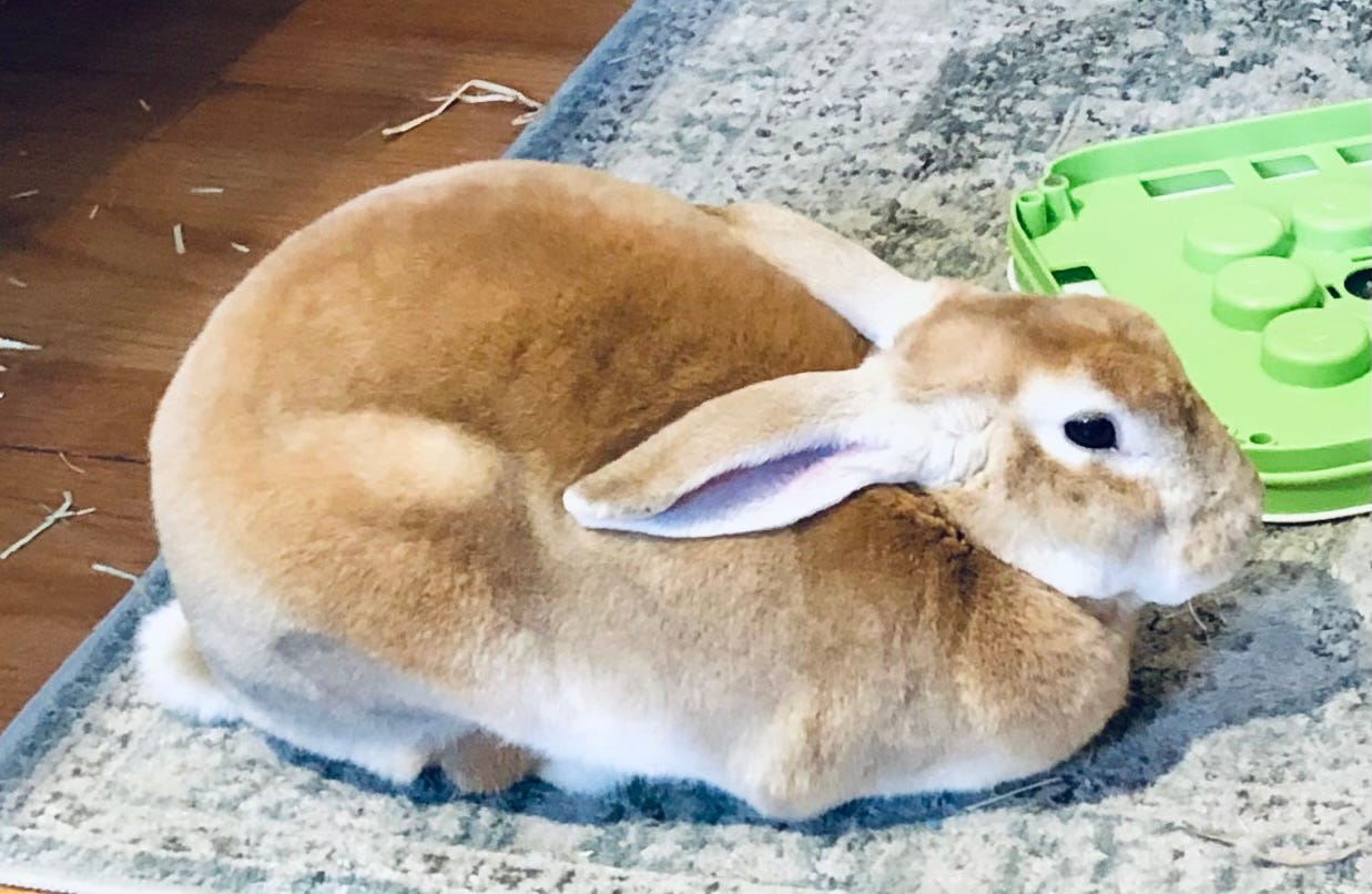 Rabbit