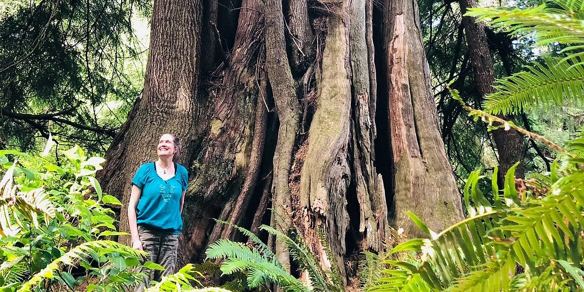 Trees talk. - by Stephanie C. Bell - Tree Speech Substack