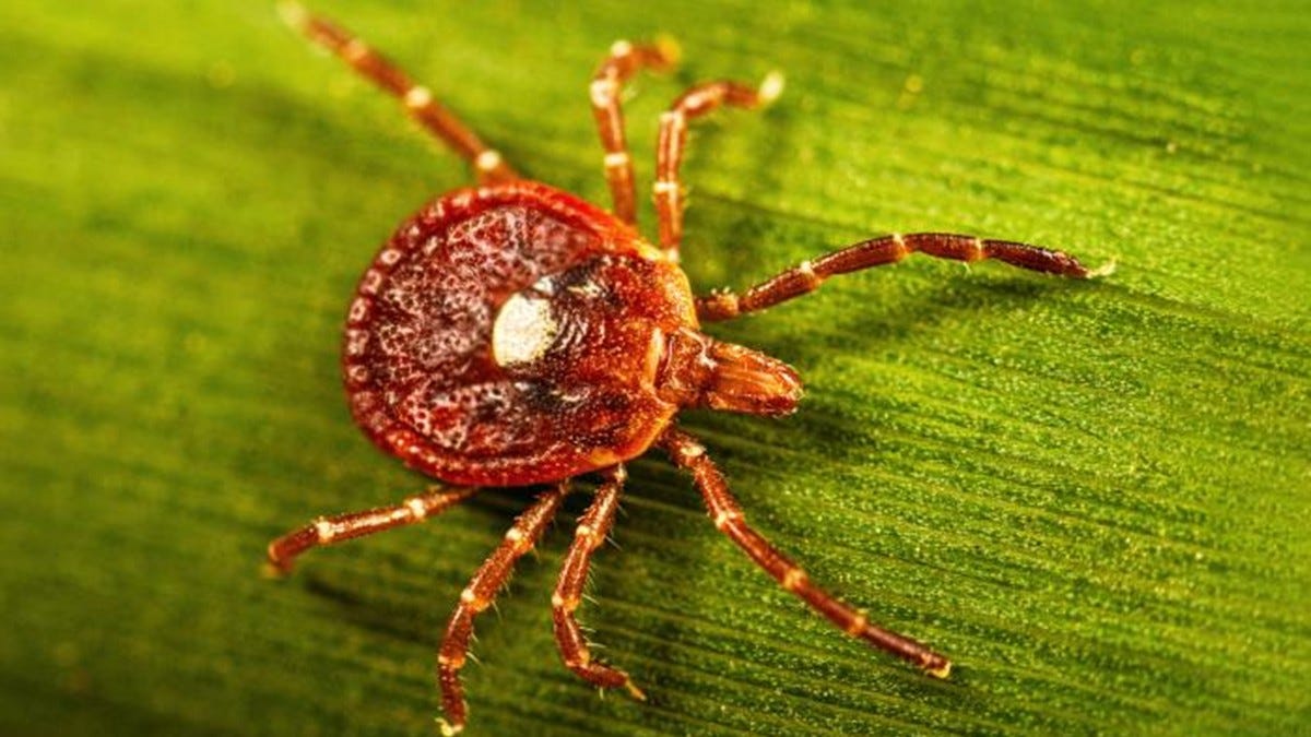 A reddish-brown tick with a bright white spot on its back crawls on a leaf. A reddish-brown tick with a bright white spot on its back crawls on a leaf.