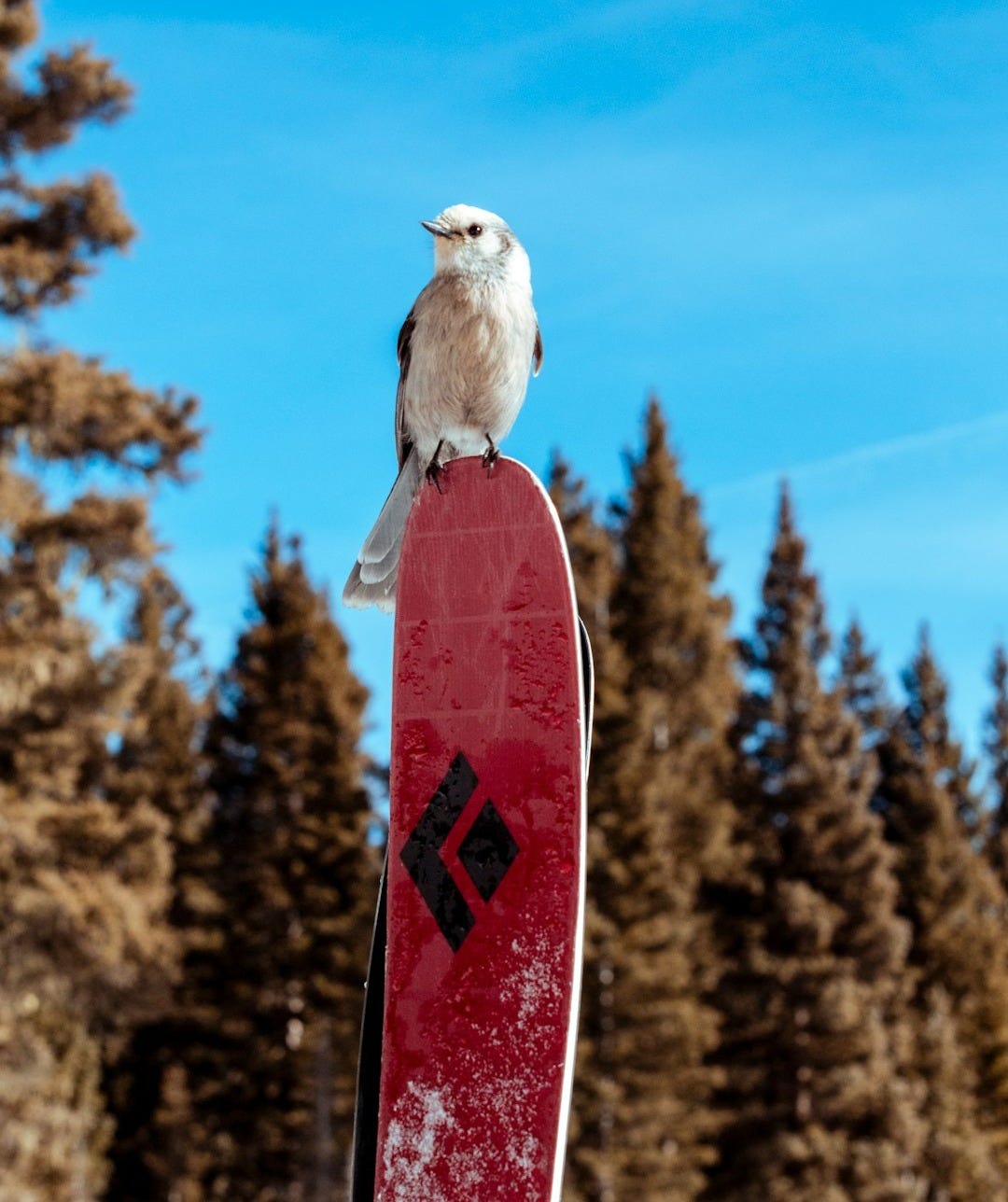 white and brown bird on red and white snow board white and brown bird on red and white snow board