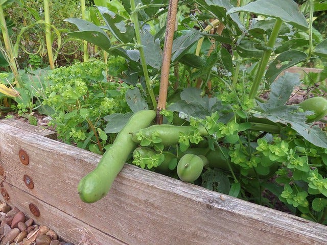 Green Beans Green Beans