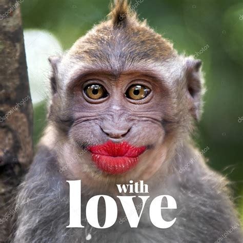 Funny Images Monkeys | Free Coloring Pages