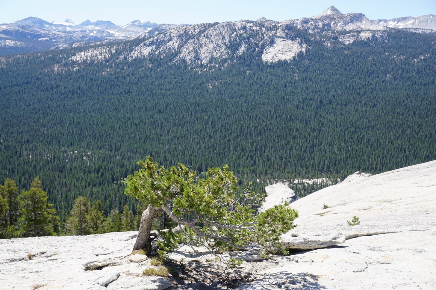 Image is of a lone tree growing out of a slab of rock. In the distance is a valley full of pine trees. Image is of a lone tree growing out of a slab of rock. In the distance is a valley full of pine trees.