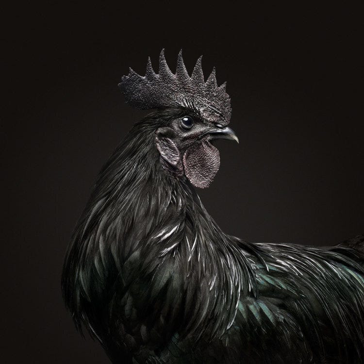 Substack profile picture for @dividends