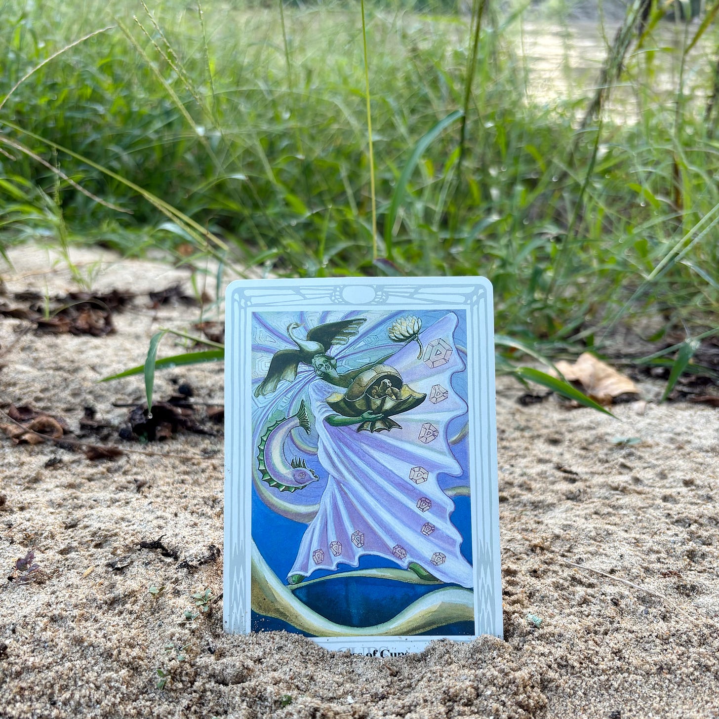 The Princess of Cups tarot card in the silt of the French Broad River.