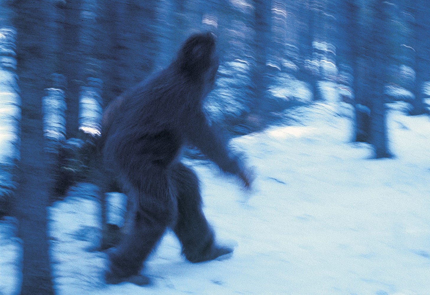 The mystery of how a company set up to search for Bigfoot hit a $10 ...