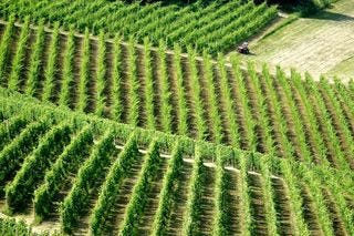 More Barolo Vineyards More Barolo Vineyards