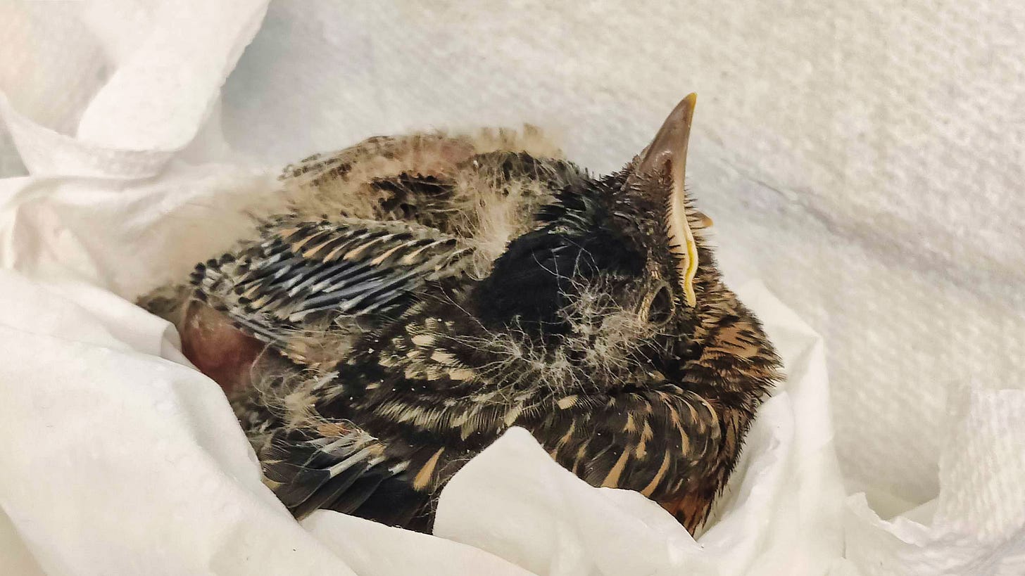 a rescued robin hatchling in a basket