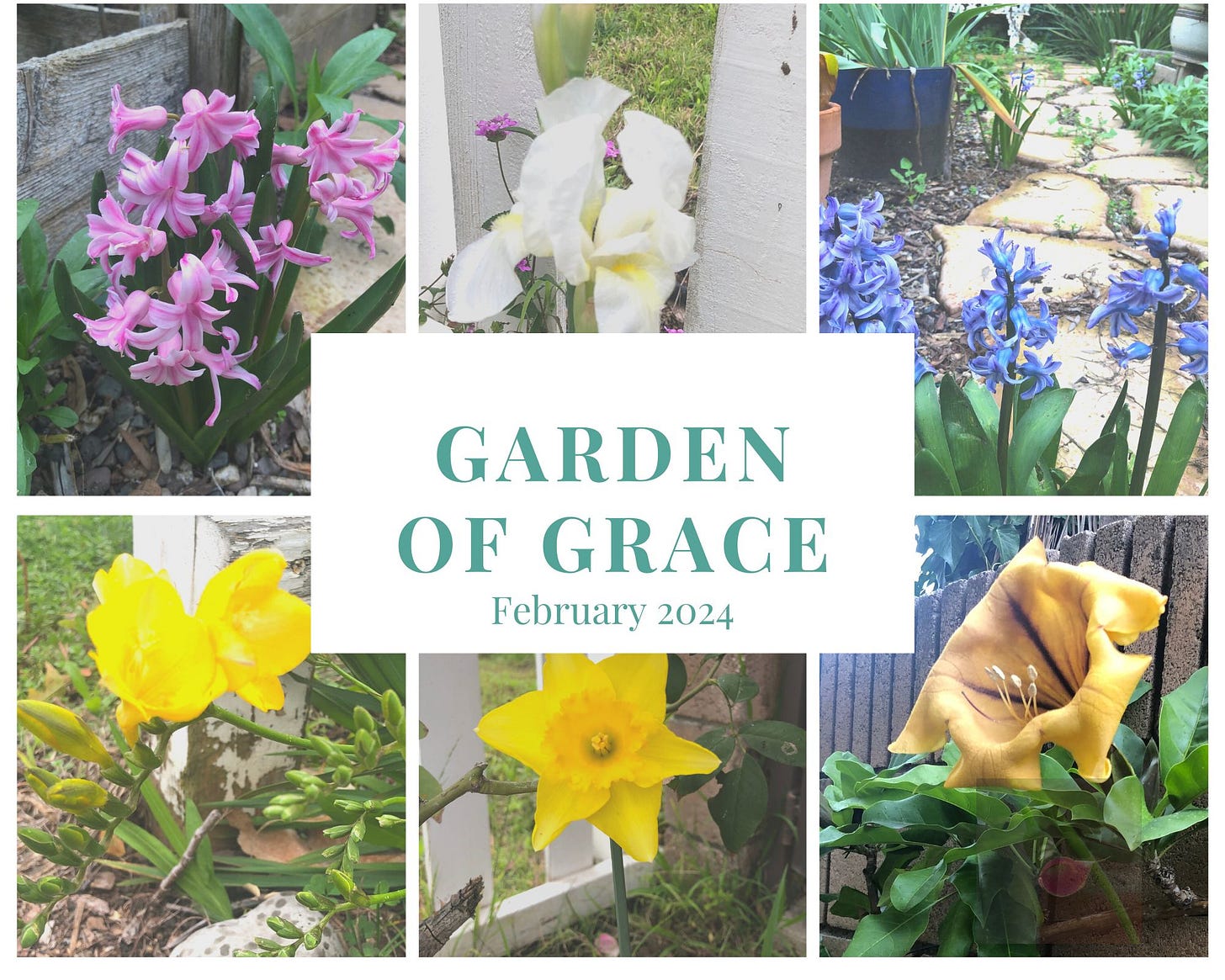 Blooming in the Garden are pink and blue hyacinths, bearded white irises, yellow freesias and daffodils and golden trumpets sending intoxicating smells into the air Blooming in the Garden are pink and blue hyacinths, bearded white irises, yellow freesias and daffodils and golden trumpets sending intoxicating smells into the air