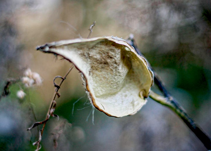 milkweed pods