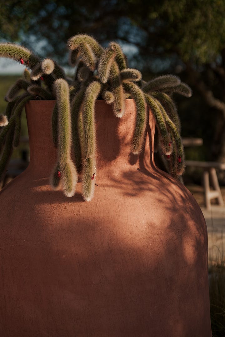 A series of quiet interior and natural details — light on walls, dried plants, and still spaces — reflecting the study of perception and attention.