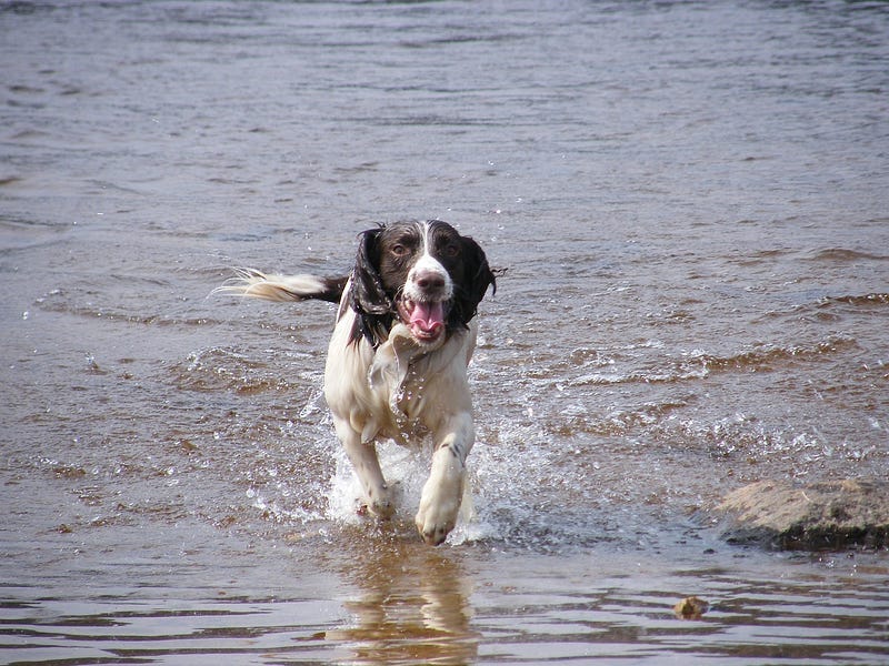 Spaniel, a working dog, runs happily through shallow water with its tongue lolling, its likely it has been for a swim Spaniel, a working dog, runs happily through shallow water with its tongue lolling, its likely it has been for a swim