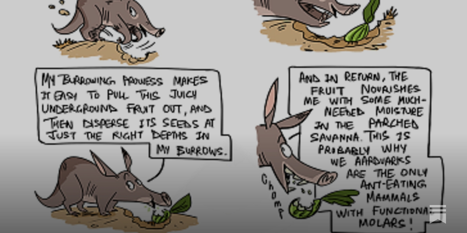 The Aardvark and the Cucumber - Green Humour, image size:1600x800
