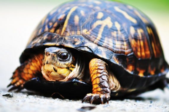 Picture of a tortoise Picture of a tortoise
