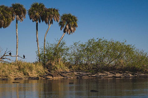 A group of alligators congregates near the edge of The Deep Hole, their bodies partially submerged in the water. Some rest on the bank, while others float nearby, creating a scene of primal beauty.