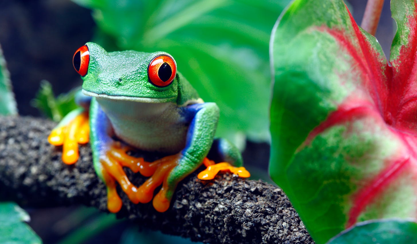 Red-eyed green tree frog sitting on a branch