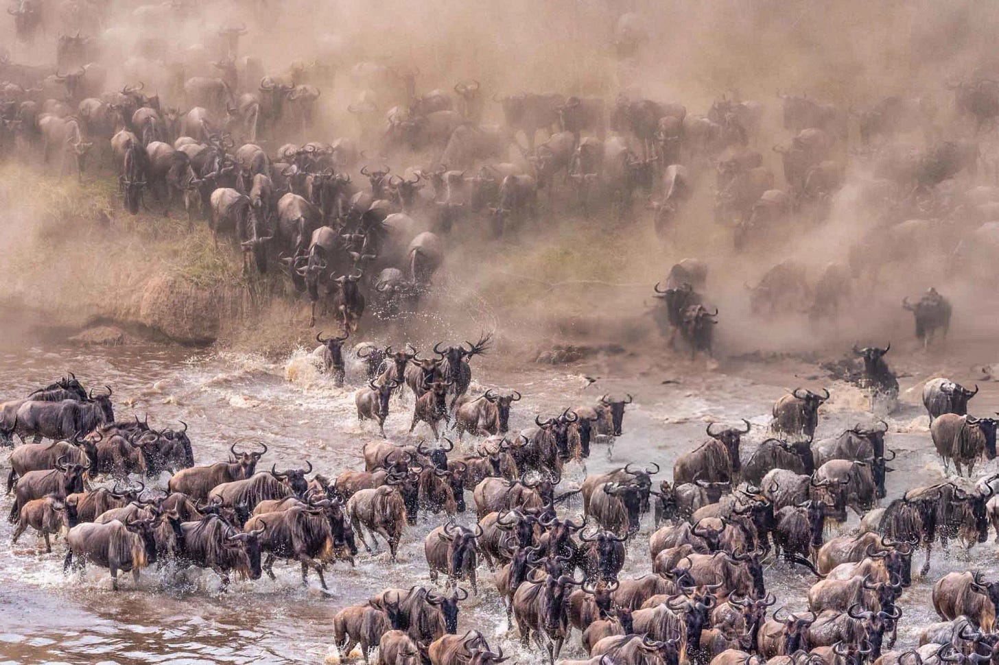 The Great Migration in Tanzania; When & Where To See It – Nkuringo Safaris