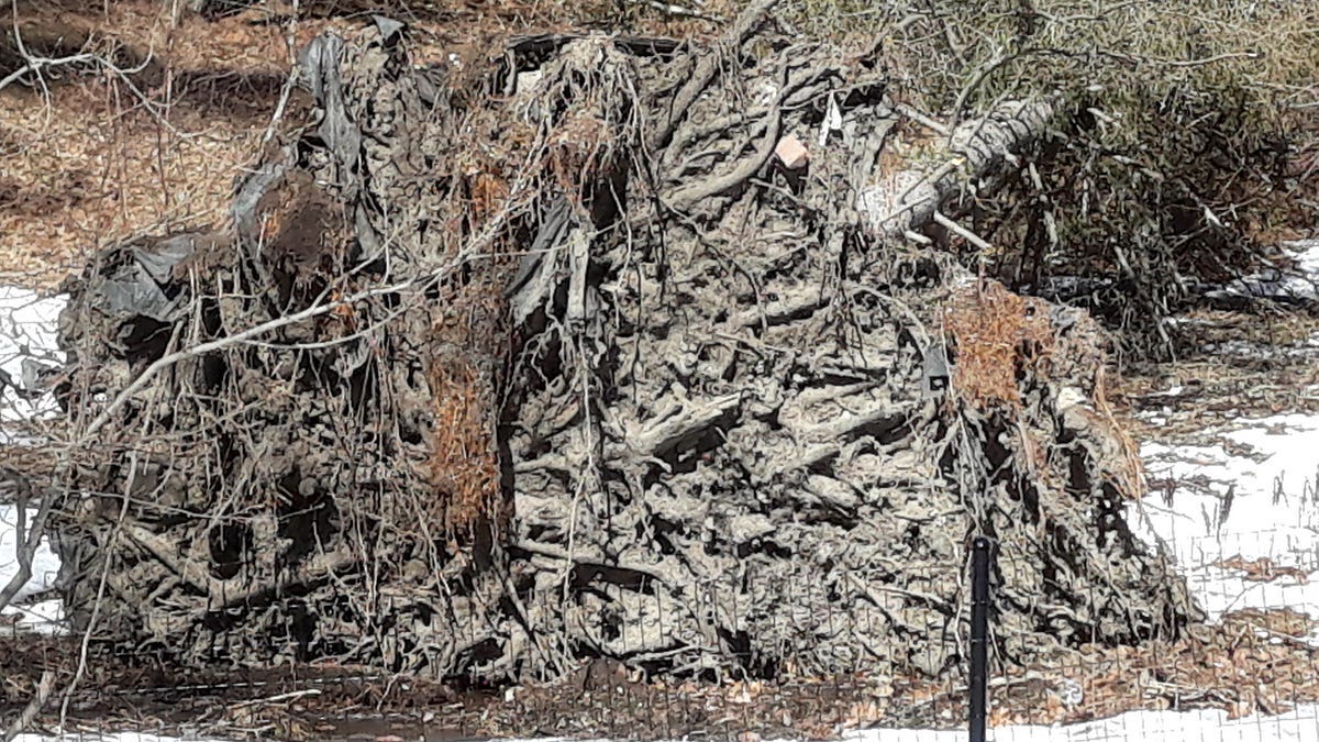 Tree roots torn out of ground by storm.