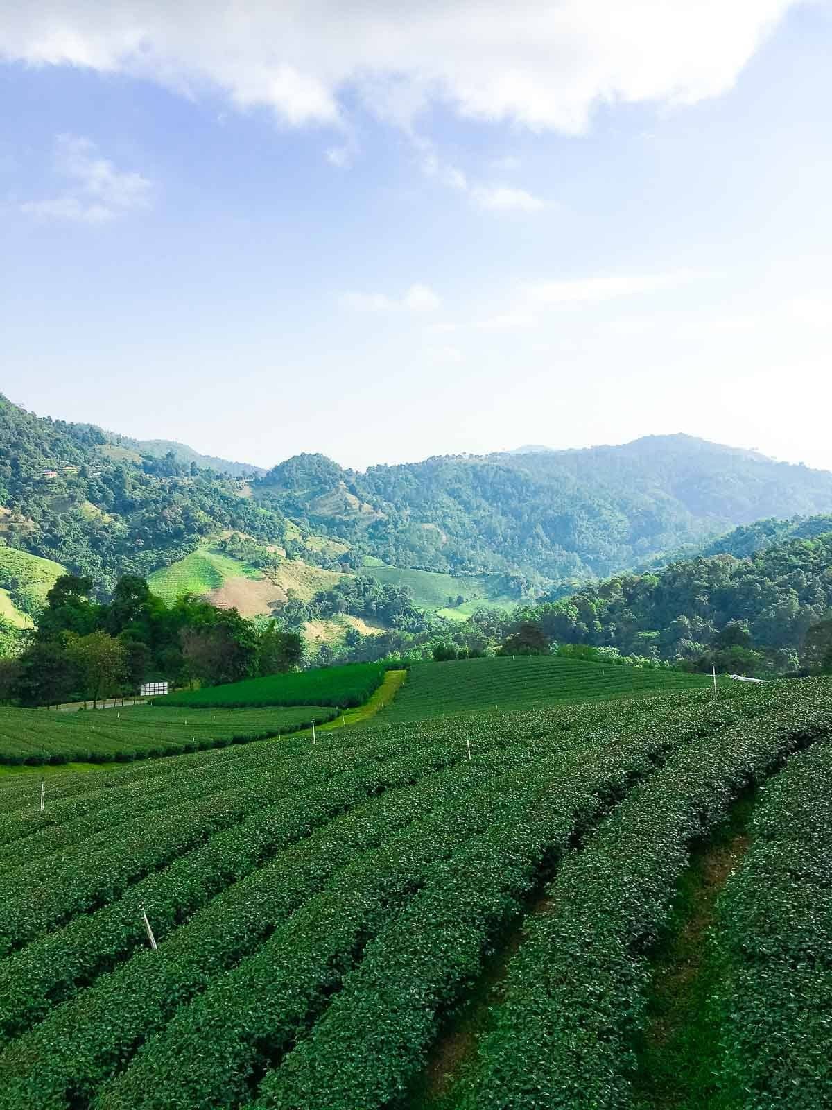 Tea plantation in Thailand