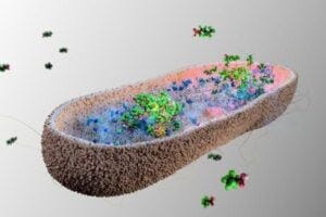 Gut bacteria accumulating perfluorononanoic acid