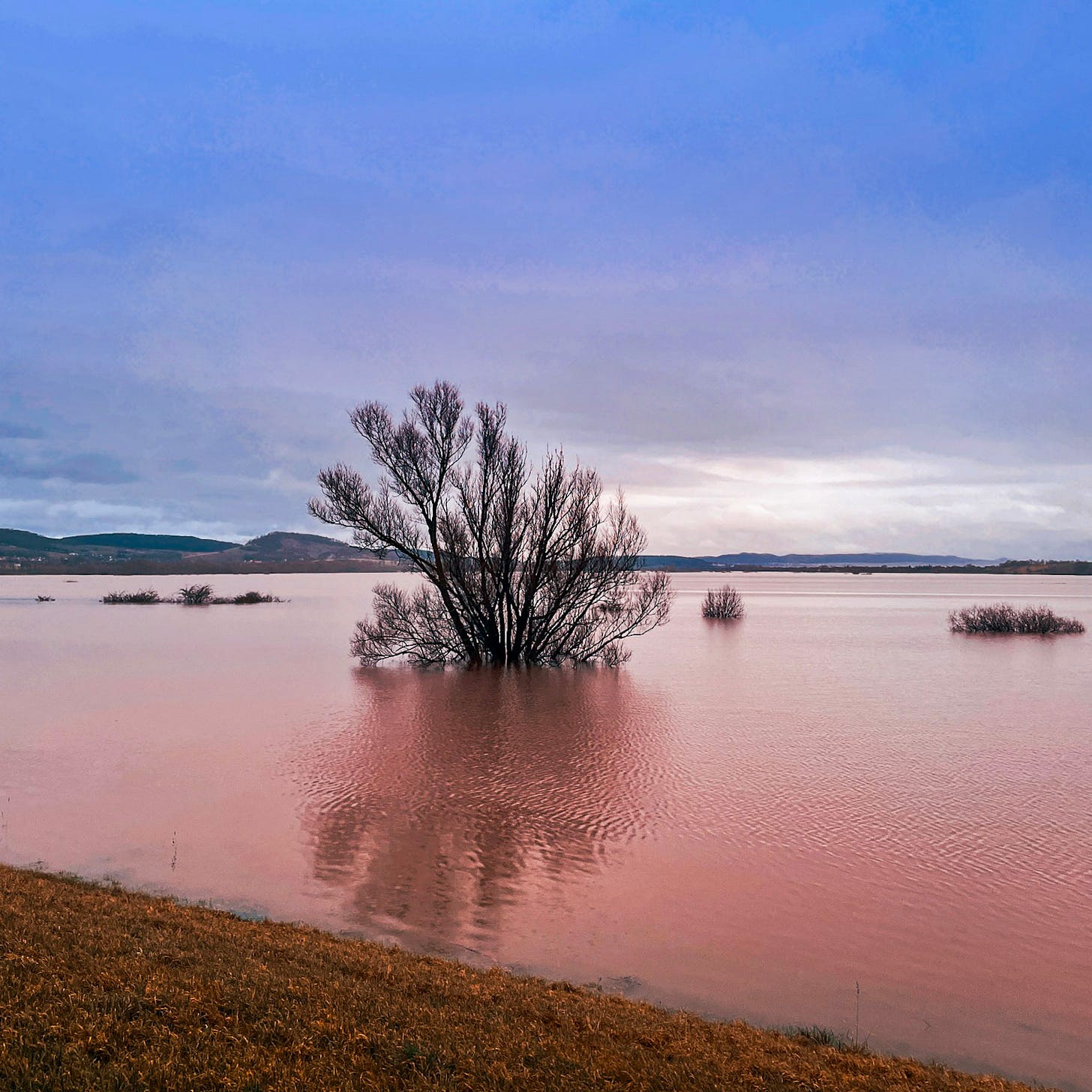A bare tree stands submerged in floodwater at Salzderhelden, Lower Saxony, during extreme flooding in December 2023. The water glows reddish under an overcast sky, reflecting the tree and obscuring the land beneath.