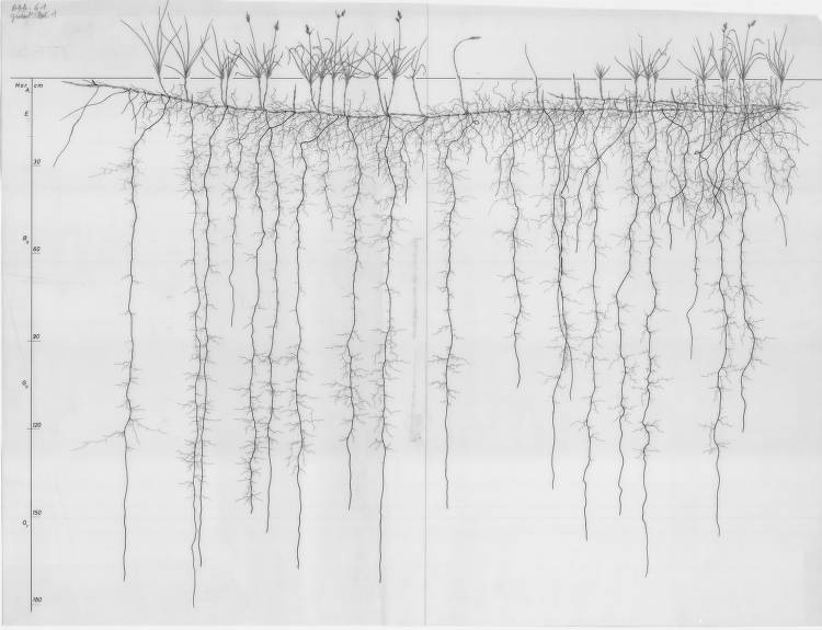Carex root drawing Carex arenaria, Lichtenegger, E. (1982), Wurzelatlas