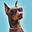 Joey Jo Jo Junior Shabadoo's avatar