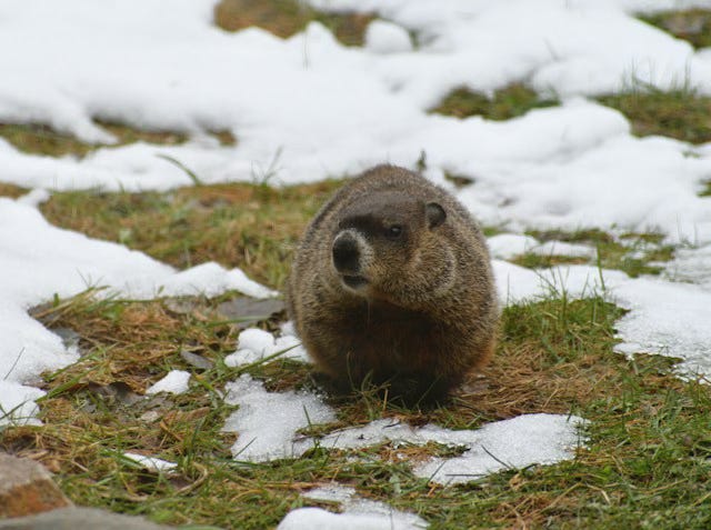 It's Groundhog Day! Hug (and trust) a meteorologist.
