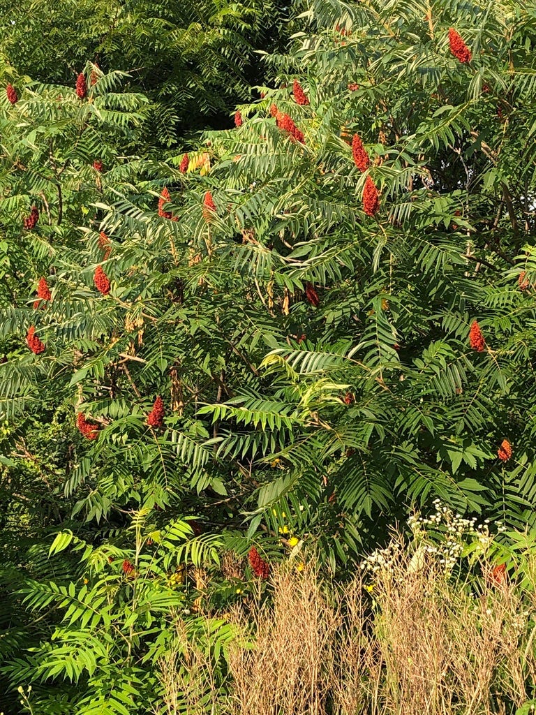 Staghorn Sumac - Rhus typhina Staghorn Sumac - Rhus typhina