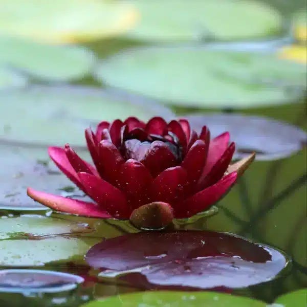 Deep crimson Black Princess water lily flower on the pond surface