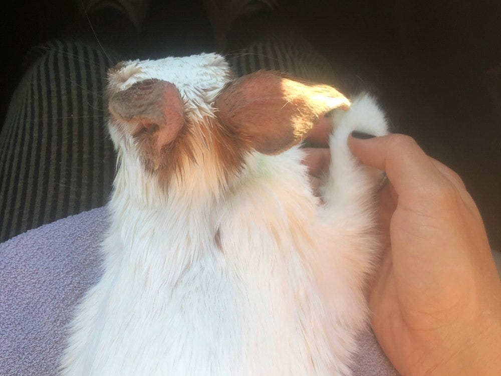 muunie beard creative life coach holding my rabbit's hand