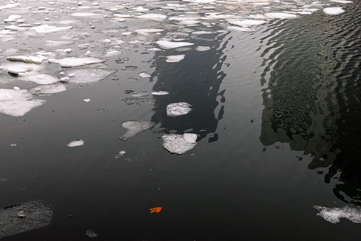 Floating ice fragments on dark harbor water with building reflections and a single orange leaf in Boston Seaport.