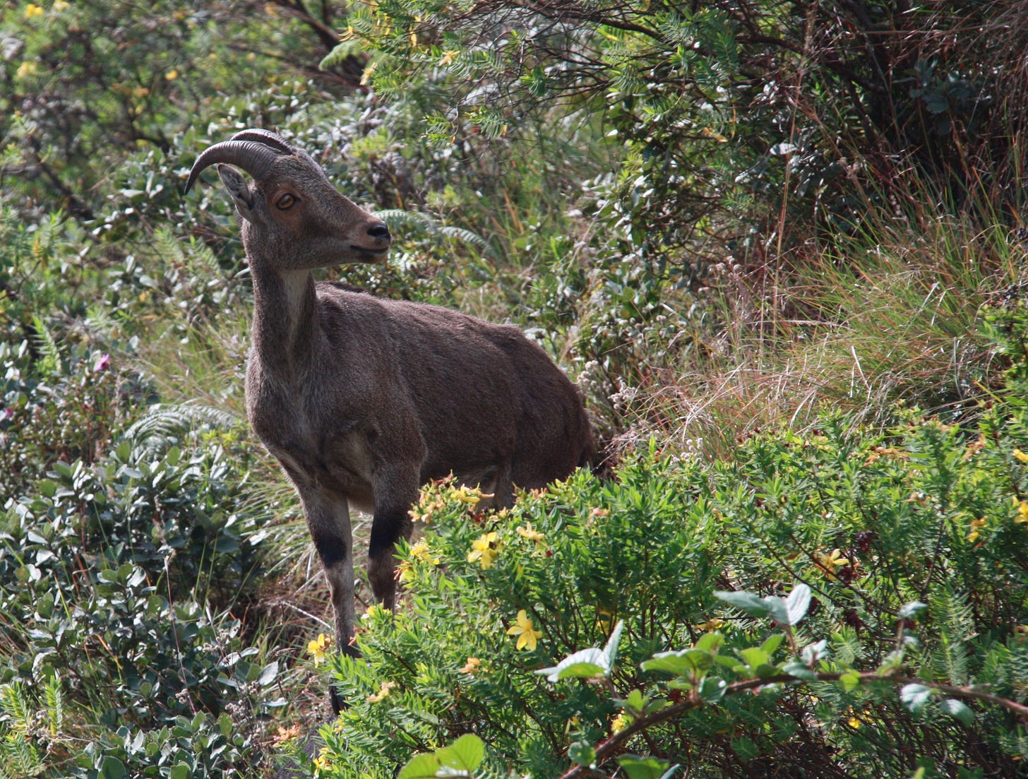 A goat-like animal with horns and a brown coat among shrubs A goat-like animal with horns and a brown coat among shrubs