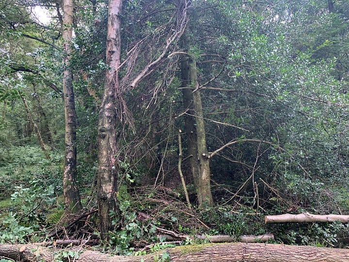 Before and after work to remove hazard tree took place.