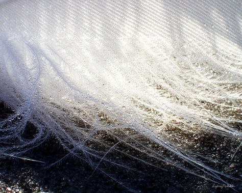 A series of three images zooms in on a white feather on a sparkling sandy beach.