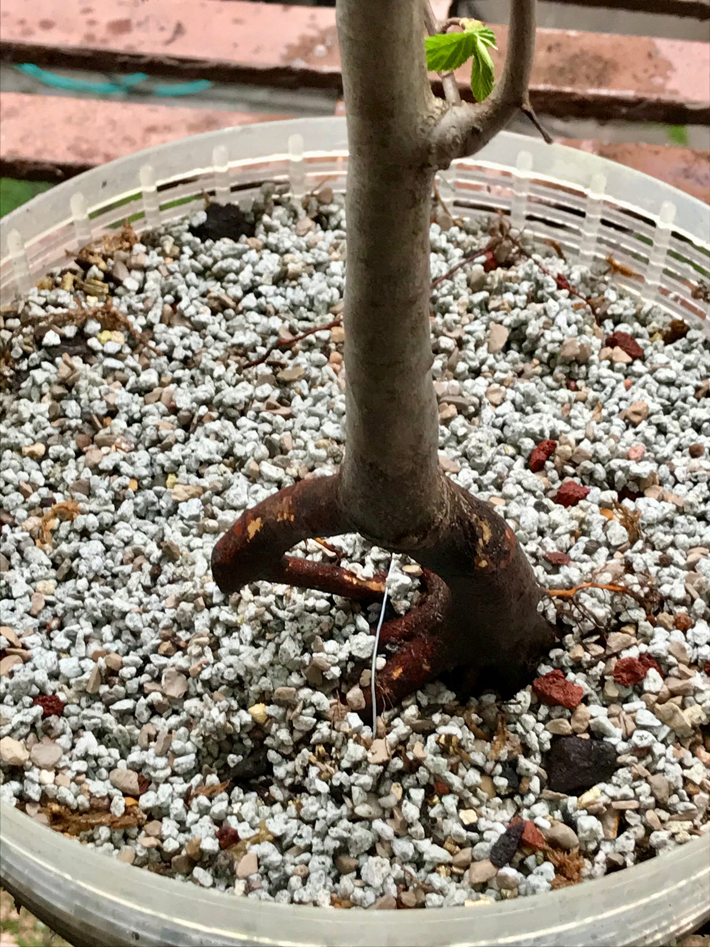 Image description: hornbeam tree trunk sitting in salad spinner colander in bonsai soil. End image description.