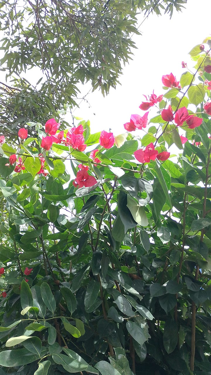 Sequência de fotos no sítio: acerolas entre as folhas, cactos subindo por um tronco de árvore, gata preta na calçada, árvore alta cercada por folhas e flores com um balanço de ferro do lado, flores rosas cercadas de folhas verdes e uma borboleta clara no meio