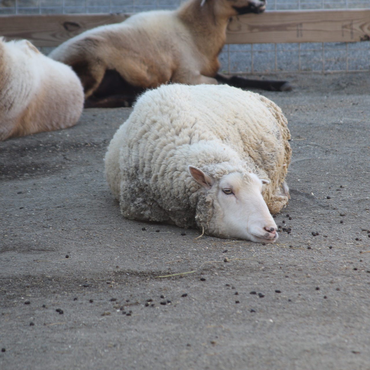 lamb to the slaughter 