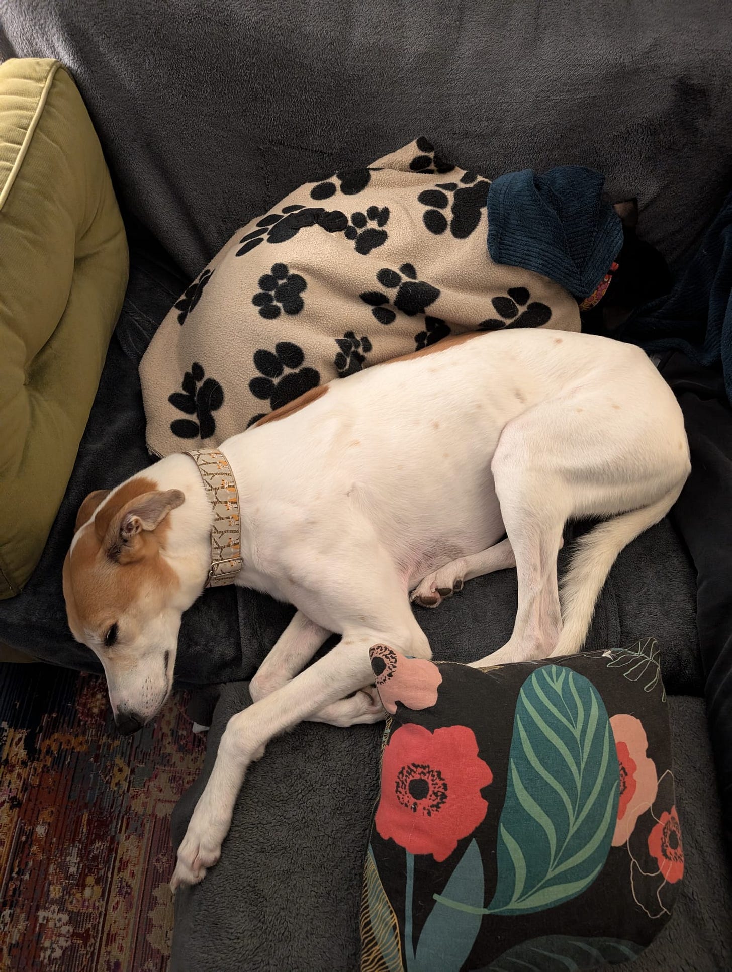Zola lying against the back of the sofa in her housecoat, cape and part of my robe, with Buzz lying curled up alongside her