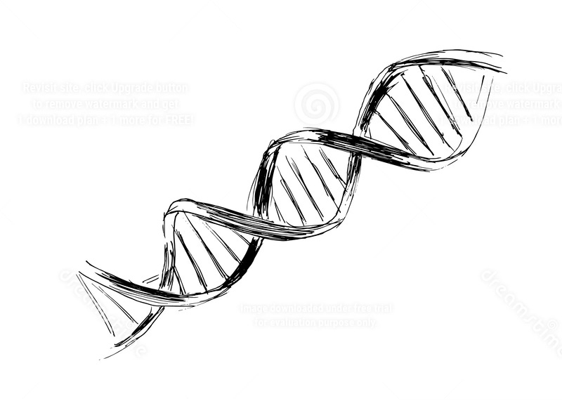 A black and white sketch of a segment of DNA