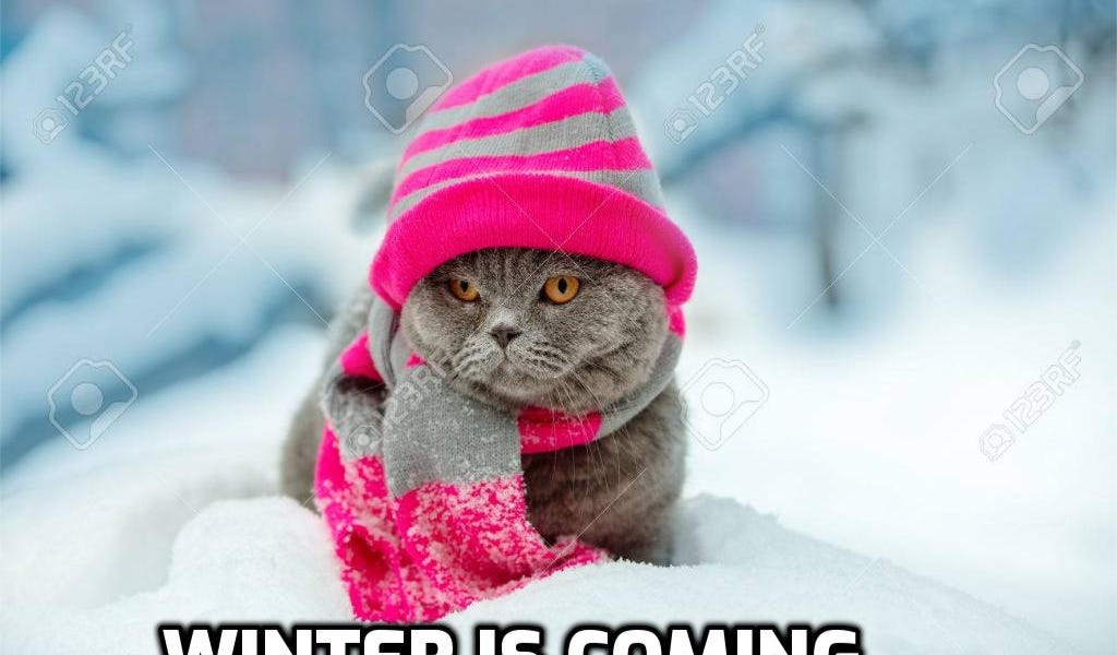 boriquagato.substack.com